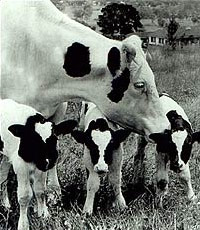 dairy_cow_with_calves