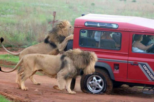 Lions chasing car with flat tire